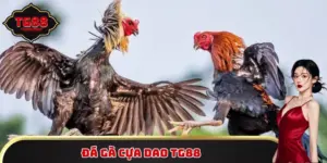 Đá gà cựa dao TG88