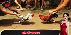 Đá gà Thomo