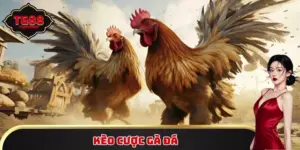 Kèo cược đá gà